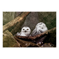 Snowy Owl Pair Woodland Wildlife Art