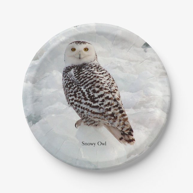 Snowy Owl paper plate (Front)