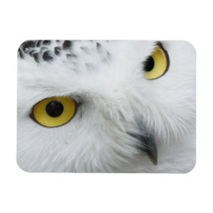 Snowy Owl Photo Flexible Magnet