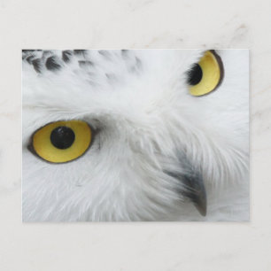 Snowy Owl Photo Postcard