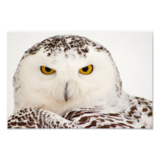 Snowy Owl Photo Print