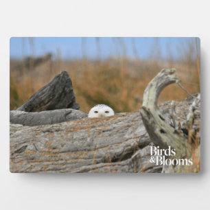 Snowy Owl Plaque
