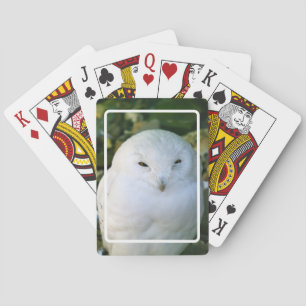 Snowy Owl Playing Cards
