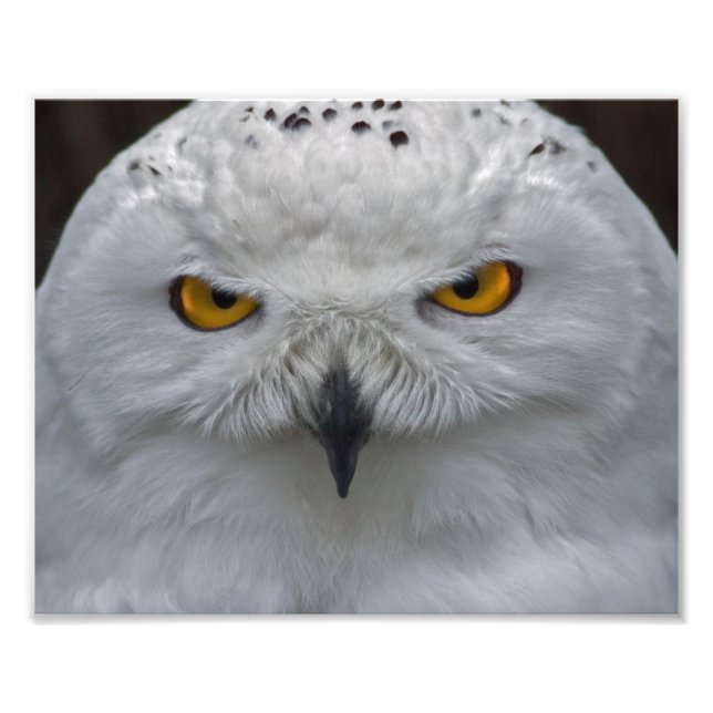 Snowy Owl Portrait Print (Front)