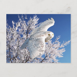 "Snowy Owl" Postcard
