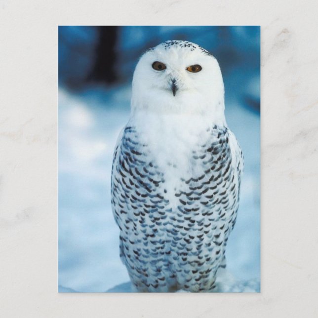Snowy Owl Postcard (Front)