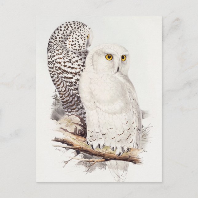 Snowy Owl Postcard (Front)