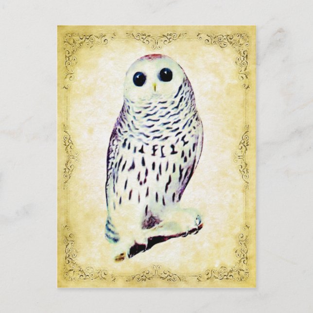 Snowy Owl Postcard (Front)