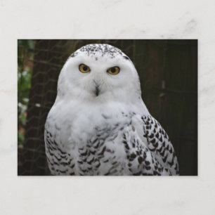 Snowy Owl Postcard