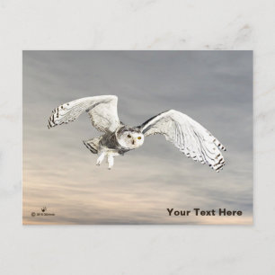 Snowy Owl Postcard