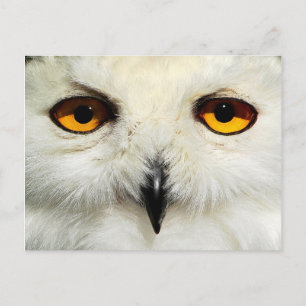 Snowy Owl Postcard