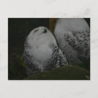 Snowy Owl Postcard