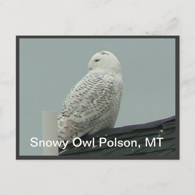 Snowy Owl Postcard (Front)