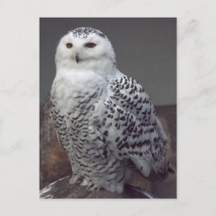 Snowy owl postcard