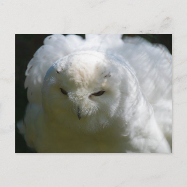 Snowy Owl Postcard (Front)