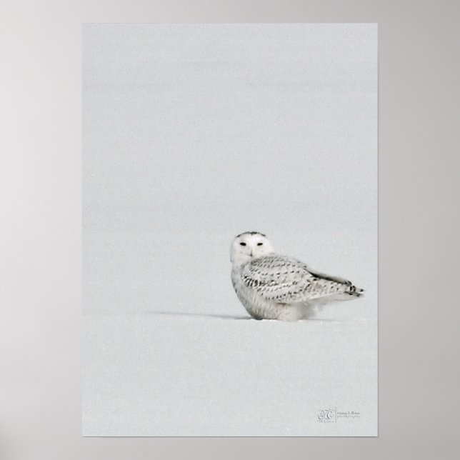 Snowy Owl Poster (Front)