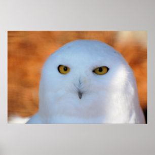 Snowy Owl Poster