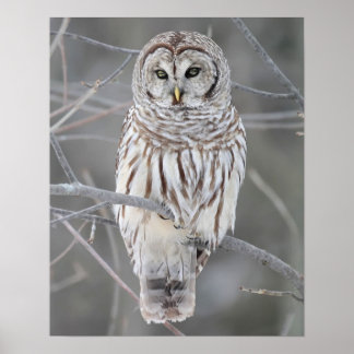 Snowy Owl Poster