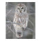 Snowy Owl Poster