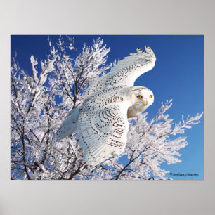 "Snowy Owl" Poster