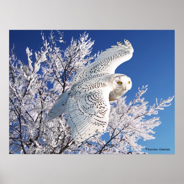 "Snowy Owl" Poster (Front)