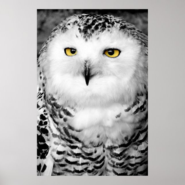 Snowy Owl Poster Print (Front)