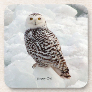 Snowy Owl set of 6 hard plastic coasters
