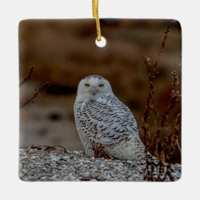 Snowy owl sitting on a rock ceramic ornament (Front)