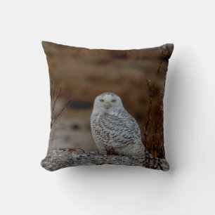 Snowy owl sitting on a rock cushion
