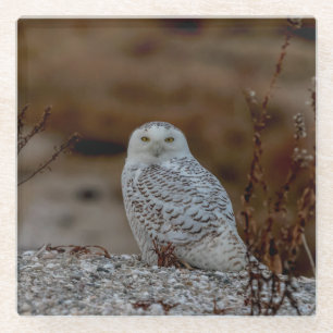 Snowy owl sitting on a rock glass coaster