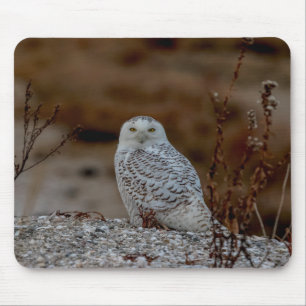 Snowy owl sitting on a rock mouse pad