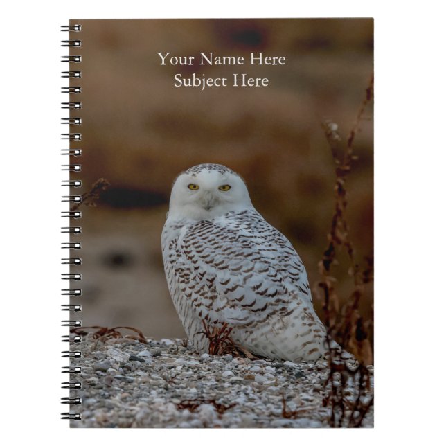 Snowy owl sitting on a rock notebook (Front)