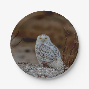 Snowy owl sitting on a rock paper plate