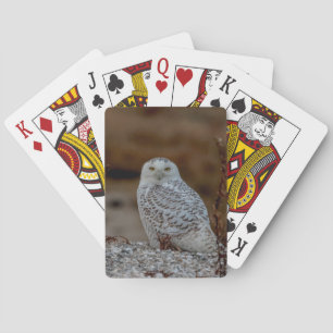 Snowy owl sitting on a rock playing cards