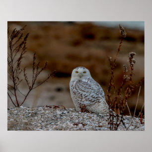Snowy owl sitting on a rock poster