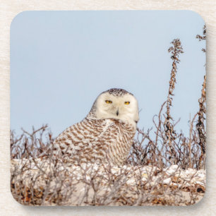 Snowy owl sitting on the beach coaster