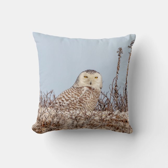 Snowy owl sitting on the beach cushion (Front)