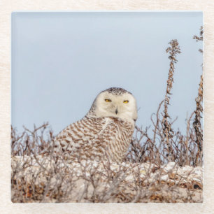 Snowy owl sitting on the beach glass coaster