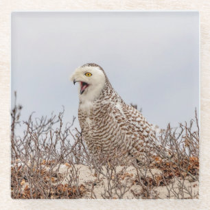 Snowy owl sitting on the beach glass coaster