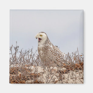 Snowy owl sitting on the beach magnet