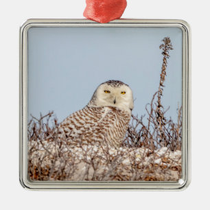 Snowy owl sitting on the beach metal ornament