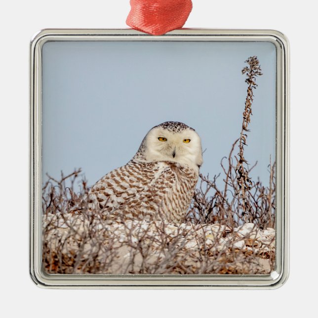 Snowy owl sitting on the beach metal ornament (Front)