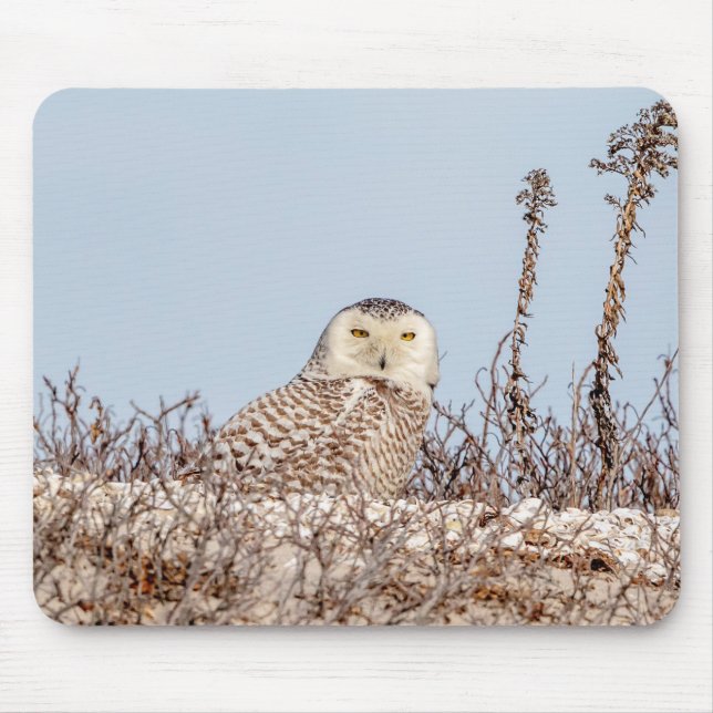 Snowy owl sitting on the beach mouse pad (Front)