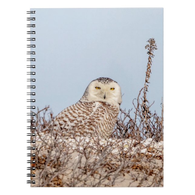 Snowy owl sitting on the beach notebook (Front)