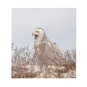 Snowy owl sitting on the beach notepad