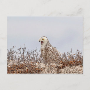 Snowy owl sitting on the beach postcard