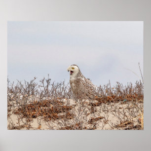 Snowy owl sitting on the beach poster