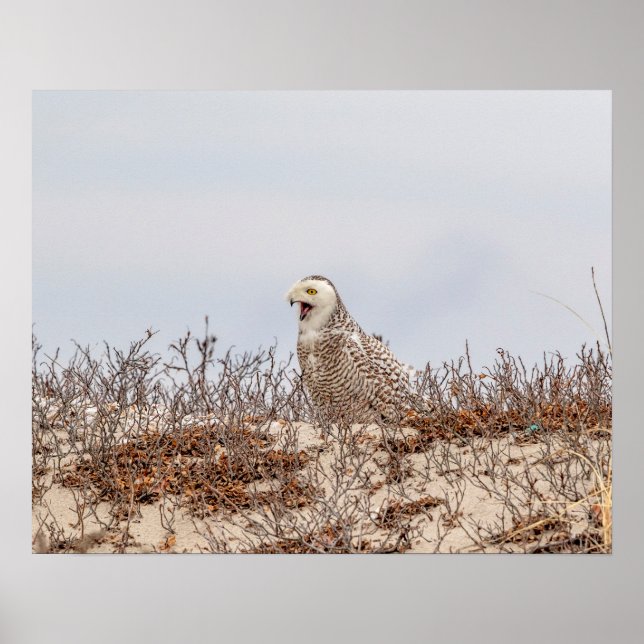 Snowy owl sitting on the beach poster (Front)