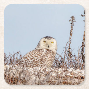 Snowy owl sitting on the beach square paper coaster