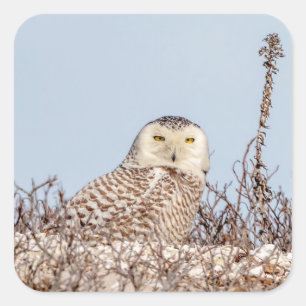 Snowy owl sitting on the beach square sticker